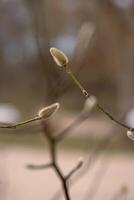 Pussy willow branch close-up. Natural Spring background with pussy-willow branch with catkins. Willow buds. Spring symbol. Spring season. Selective Focus. Copy Space photo