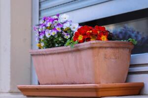 Closeup of ceramic Flower box with spring primulas and pansies on the windowsill. Window decorated with beautiful flowers. Potted plants in window box. Germany. Lower Franconia photo