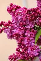 Lilac bush with big flowers. Lilac branch bloom. Bright blooms of spring lilacs bush. Spring pink lilac flowers close-up on blurred background. Side view. Copy space. Selective focus photo