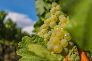 Close up of large white ripe grapes hanging on a branch. Sylvaner Grape farming. Big tasty green grape bunches. Vineyard vine hills on the background. Wurzburg, Bavaria, Germany. Selective Focus photo