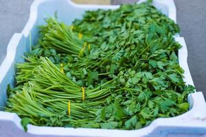 Close-up of bunches of green celery in a street food market. Sale of fresh herbs. Bunches of organic parsley tied with an elastic band. Fresh herbs on display at grocery store. Selective focus. photo