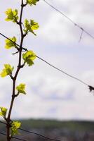 Young inflorescence of grapes on the vine close-up. Grape vine with young leaves and buds blooming on a grape vine in the vineyard. Spring buds sprouting. photo