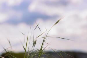 Wild grass spikes against cloudy sky with sunlight, low angle view perspective. Wild spikes in the meadow inflates the wind. Feather Grass. Europe, Germany, Bavaria. Copy Space. Selective focus photo