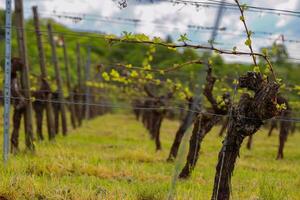 New spring growth on trellised grapevines in an Franconia vineyar First spring leaves on a trellised vine growing in vineyard,d. photo