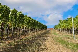 Scenic view of the road going up between  vineyard rays in the grape field. Blue sky with white clouds. Cloudy weather. Wurzburg, Franconia, Germany. Little House up in the hill. Background, wallpaper photo