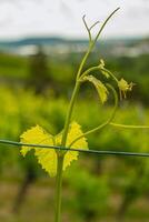 Grape leaves on a branch against the blue sky. Vineberg, grape vine plantation, wine making farm. Growing vine grape plants with sky on the background. Germany, Bavaria. Selective focus. photo