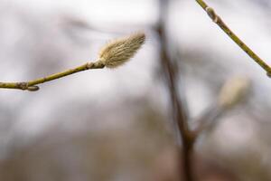 Pussy willow branch close-up. Natural Spring background with pussy-willow branch with catkins. Willow buds. Spring symbol. Spring season. Selective Focus. Copy Space photo