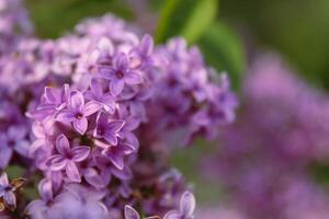 Closeup of lilac flowers. beautiful lilac flowers branch on a green background, natural spring background. Soft selective focus. photo