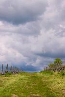 Scenic view of the road going up between  vineyard rays in the grape field.  Cloudy sky. Wuerzburg, Franconia, Germany. Background, wallpaper photo