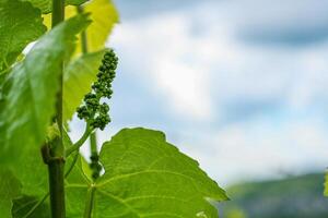 Newly formed bunches of baby Grapes. Green flowers of grape, the initial development of the grapes. Grape leaves on branch with tendrils with cloudy sky background. Germany. Wallpaper. Copy Space photo