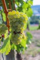 Close up of large white ripe grapes hanging on a branch. Sylvaner Grape farming. Big tasty green grape bunches. Vineyard vine hills on the background. Wurzburg, Bavaria, Germany. Selective Focus photo