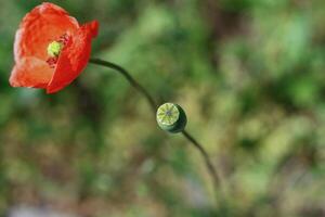 Two poppy flower plants growing in the garden. Green grass in the blurred background. Blooming poppy flower and green seed pod.  Copy Space. Side view. Selective focus. Bokeh effect. photo