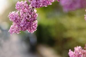 Spring branches of blossoming lilac. Closeup of lilac flowers. beautiful lilac flowers branch on a green background, natural spring background. Against the light. Copy space. Soft selective focus. photo