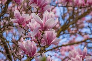 Closeup of Pink magnolia flowers and buds. Magnolia soulangeana against the blue sky. Magnolia branches. Lots of flowers. Copy space. photo