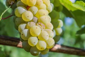 Closeup of the bunch of ripe white vine grapes and grape leaves in a vineyard of Sylvaner, Wurzburg, Franconia, Bavaria, Germany. Macro, Selective focus. photo