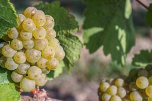 Gold grapes and Green leaves of Ripe white grape to make dry, semi-sweet, sweet, and sparkling white wines. Riesling wine, Sylvaner. Germany. Bavaria, Franconia. Selective focus photo