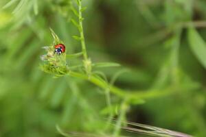 Ladybird on a fresh green leaves. Green background. Ladybug life in a wild meadow environment. Low angle view. Bokeh. Selective focus. photo