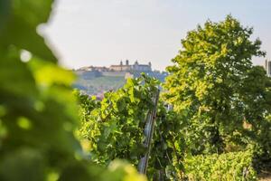 Beautiful view from the vineyard to the Marienberg Fortress in the background. Summer day with blue sky in Wurzburg, Bavaria, Germany. Wine hills. Copy Space. Selective focus. photo