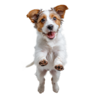 AI generated A dog is jumping in the air and is smiling png