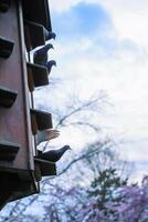 Dovecote in the Park of Wuerzburg, Bavaria, Germany. Gray doves are sitting on the shelves of pigeon house. Spring sky on the background. Copy Space photo