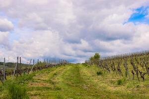 Scenic view of the road going up between  vineyard rays in the grape field.  Cloudy sky. Wuerzburg, Franconia, Germany. Background, wallpaper photo