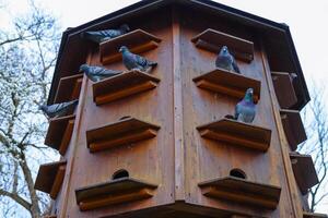 Dovecote in the Park of Wuerzburg, Bavaria, Germany. Gray doves are sitting on the shelves of pigeon house. Spring sky on the background. Copy Space photo