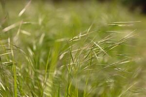 Green spring wild grass. Meadow plants growth. Weed needle grass close-up on cloudy day. Bright colors. Background. Wallpaper. Selective focus photo