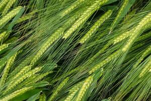 Field of green rye. Young green wheat. Late Spring, early Summer day. Close-up. Free space for text on a soft blurry sky background. photo