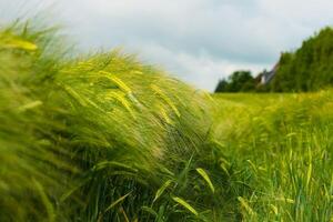 Field of green rye. Young green wheat. Late Spring, early Summer day. Close-up. Free space for text on a soft blurry sky background. Selective focus. Blurred photo