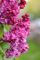 Lilac bush with big flowers. Lilac branch bloom. Bright blooms of spring lilacs bush. Spring pink lilac flowers close-up on blurred background. Side view. Copy space. Selective focus photo