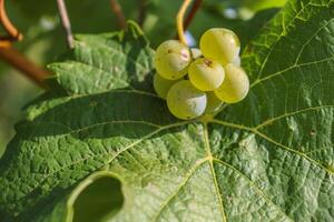 pequeño manojo de maduro blanco uvas en el verde hoja antecedentes. verdor modelo. de cerca de el pocos uva bayas. detalle de el vino hojas. foto