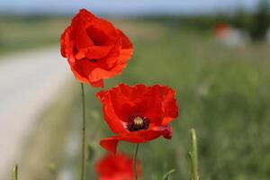 Close up of the red wild poppy flowers in the green wheat field. Poppy stamens and pistil. Blue clean sky on a hot windy summer sunny day. Copy space Side view. Selective focus. Blurred background. photo