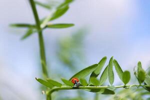 Ladybird on a sweet pea leaves. Blue cloudy sky background. Ladybug life. Spring Vetch plant on a wild meadow. Low angle view.  Copy space. Selective focus. photo