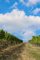 Scenic view of the road going up between  vineyard rays in the grape field. Blue sky with white clouds. Cloudy weather. Wurzburg, Franconia, Germany. Little House up in the hill. Background, wallpaper photo