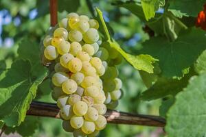 Closeup with beautiful day light on white grape. Sylvaner, used to make German wine Silvaner. Macro shot outdoor in vineyards, with green leaf and background. Wurzburg, Franconia, Bavaria, Germany photo