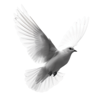 AI generated Graceful white dove flying with transparent background png