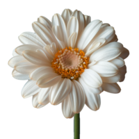 ai gerado elegante branco gerbera margarida isolado em uma transparente fundo png