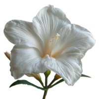 ai generado elegante blanco amarilis flor en transparente antecedentes png