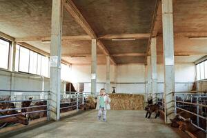 pequeño niña carreras gritando desde un marrón cabrito pasado el cabra plumas en el granja foto