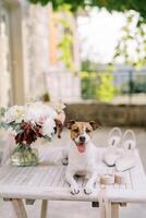 Jack Russell terrier lies on the table next to a bouquet of flowers, the bride shoes and a box with a ring photo