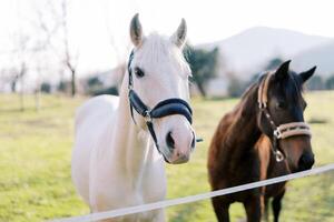 White and bay horses stand near a rope fence on a green pasture photo