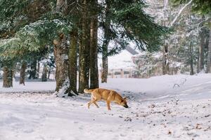 Red dog walks through a snowy forest, sniffing. Side view photo