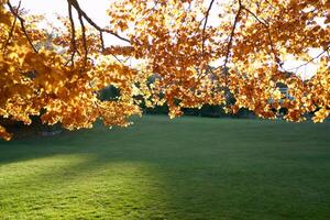 View of green sunny lawn through yellow tree branches photo