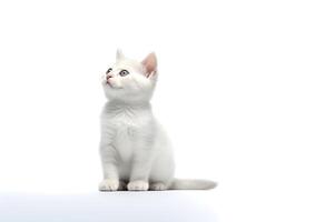a kitten is looking up at the camera with plain background photo