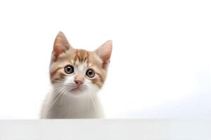 a kitten is looking up at the camera with plain background photo