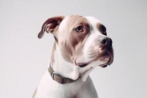 a dog is looking up at the camera photo