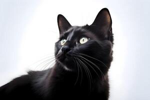 a kitten is looking up at the camera with plain background photo