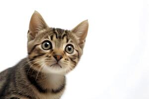 ai generado un gatito es mirando arriba a el cámara con llanura antecedentes foto
