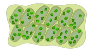 Blatt Zellen Mikroskop Vergrößerung, Pflanze Blatt mikroskopisch Struktur, Wasser Pflanze Blatt Zellen mit Chloroplasten, Chlorophyll oder Chloroplasten Biotechnologie, biologisch Sonne Paneele zum Elektrizität Produktion png