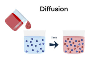 la diffusion est mouvement de molécules et des atomes de une Région de plus haute concentration à une Région de inférieur concentration, étiqueté éducatif particules mélange schème, éducatif école chimie png